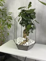 Бонсай полисциас фабиан в кашпо осколок