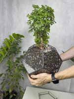 Бонсай фрутикоза полисциас в флорариуме Шар L с поддоном