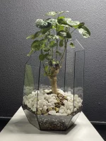 Бонсай полисциас фабиан в кашпо осколок