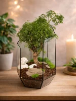 Дерево любви бонсай полисциас в флорариуме осколок