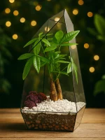 Пахира акватика в флорариуме обелиск