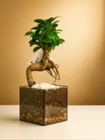 Бонсай микрокарпа гинсенг в флорариуме квадрат S