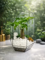 пахира акватика в флорариуме осколок