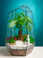 Пахира акватика в флорариуме Айсберг