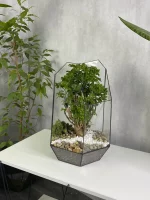 Бонсай фрутикоза в флорариуме осколок