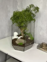 Дерево любви бонсай полисциас в флорариуме осколок
