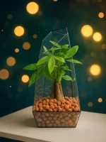 Пахира акватика в флорариуме обелиск