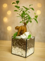 Бонсай микрокарпа гинсенг в флорариуме квадрат S