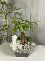 Пахира акватика в флорариуме осколок серия серебрити