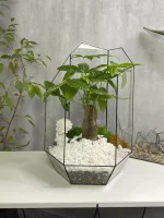 пахира акватика в флорариуме осколок