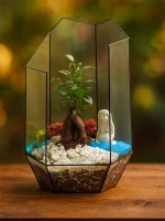 Бонсай микрокарпа гинсенг в флорариуме осколок