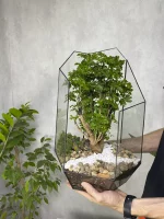 Бонсай фрутикоза в флорариуме осколок