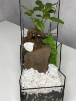 Дерево любви бонсай в флорариуме горы