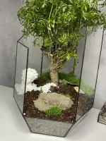 Дерево любви бонсай полисциас в флорариуме осколок