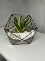 Мини сансевиерия в флорариуме икосаэдр S