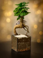 Бонсай микрокарпа гинсенг в флорариуме квадрат S