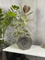 Фикус эластика в флорариуме шар M