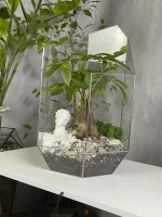 Пахира акватика в флорариуме осколок серия серебрити