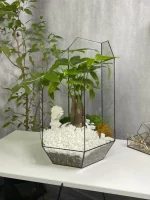 пахира акватика в флорариуме осколок