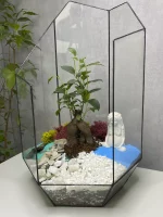 Бонсай микрокарпа гинсенг в флорариуме осколок