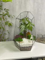 Пахира акватика в флорариуме Айсберг — изображение 4