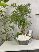 Бонсай фрутикоза в флорариуме осколок