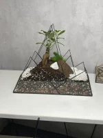 Дерево любви бонсай в флорариуме горы