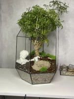 Дерево любви бонсай полисциас в флорариуме осколок