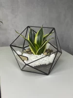 Мини сансевиерия в флорариуме икосаэдр S