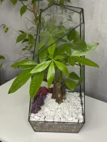 Пахира акватика в флорариуме обелиск