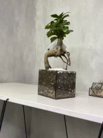 Бонсай микрокарпа гинсенг в флорариуме квадрат S