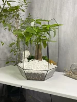 пахира акватика в флорариуме осколок