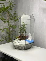 Бонсай микрокарпа гинсенг в флорариуме осколок