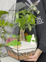 Пахира акватика в флорариуме Айсберг — изображение 2