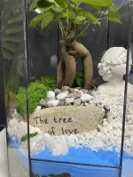 Дерево любви бонсай микрокарпа в флорариуме башня