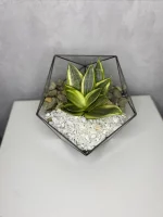 Мини сансевиерия в флорариуме икосаэдр S