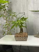 Пахира акватика в флорариуме обелиск