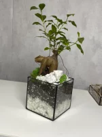 Бонсай микрокарпа гинсенг в флорариуме квадрат S