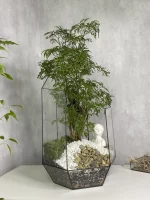 Бонсай фрутикоза в флорариуме осколок