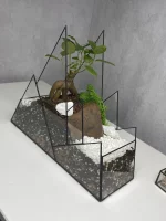 Дерево любви бонсай в флорариуме горы