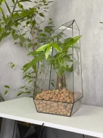 Пахира акватика в флорариуме обелиск