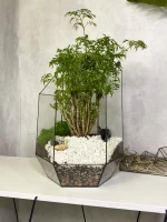 Бонсай фрутикоза в флорариуме осколок