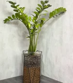 Замиокулькас, большой, в стеклянном кашпо Морковка