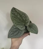 Антуриум Люксурианс крупный план
