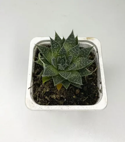 Суккуленты