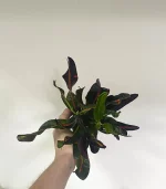 Кротон Мамми с яркими скрученными листьями