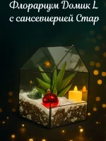 Домик L с сансевиерией стар