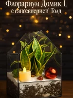 Сансевиерия голд в флорариуме Домик L