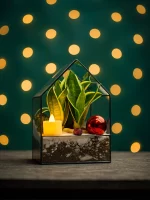 Флорариум Домик L с сансевиерией Голд — изображение 3