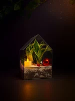 Флорариум Домик L с сансевиерией Голд — изображение 4